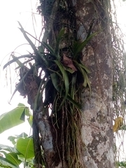 Pleopeltis macrocarpa