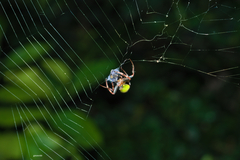 Araneus lathyrinus