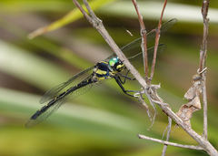 Eusynthemis nigra