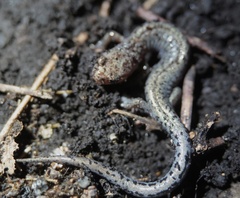 Plethodon ventralis