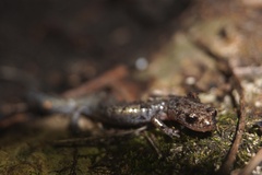 Plethodon ventralis