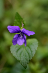 Viola odorata