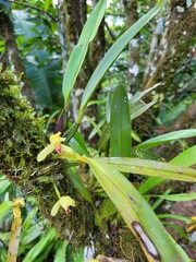 Maxillaria rufescens