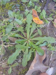 Hypochaeris glabra
