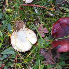 Russula torulosa