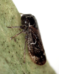 Membracidae