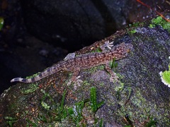 Gekko monarchus