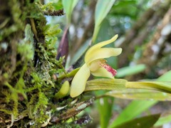 Maxillaria rufescens