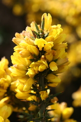 Ulex