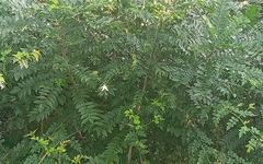 Moringa oleifera