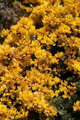 Ulex