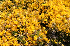 Ulex