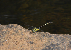 Hemigomphus heteroclytus