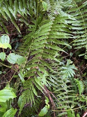 Thelypteridaceae