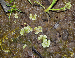 Riccia crystallina