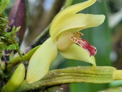 Maxillaria rufescens
