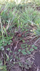 Grammostola