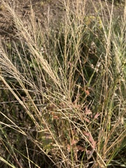 Diplachne fusca