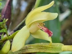 Maxillaria rufescens