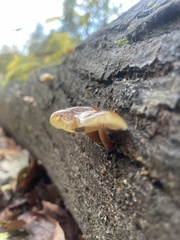 Flammulina velutipes