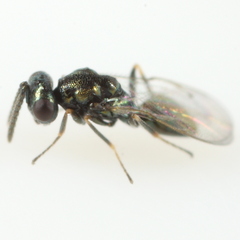 Pteromalidae