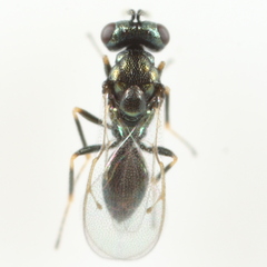 Pteromalidae