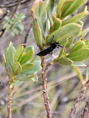 Bibionidae