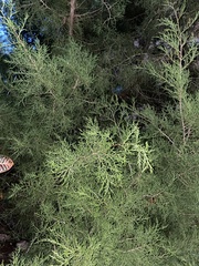 Juniperus