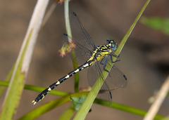 Hemigomphus heteroclytus