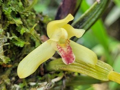 Maxillaria rufescens