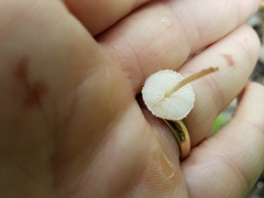 Collybiopsis quercophila