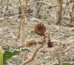 Papaver somniferum