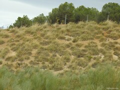 Macrochloa tenacissima