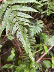 Thelypteridaceae