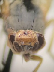 Melieria