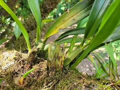 Maxillaria