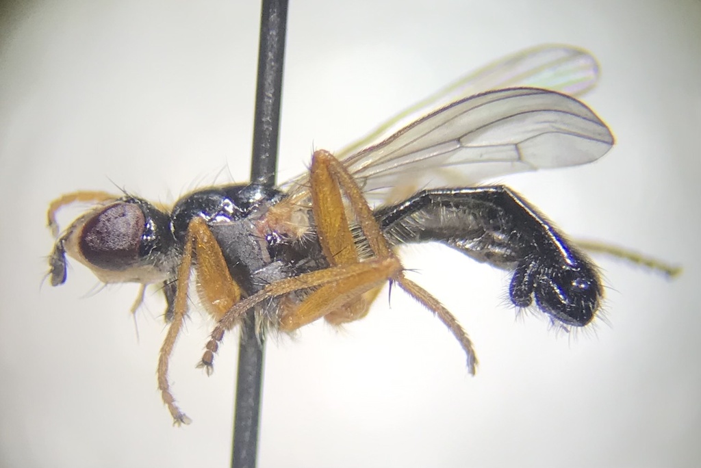 Acicephala
