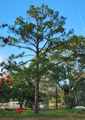 Pinus elliottii densa