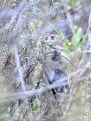 Polioptila californica