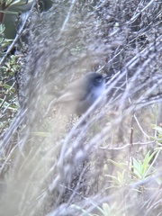 Polioptila californica