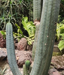 Trichocereus macrogonus