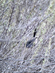 Polioptila californica