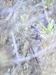 Polioptila californica