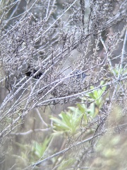 Polioptila californica