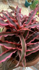 Cryptanthus