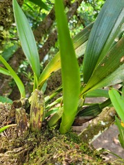 Maxillaria
