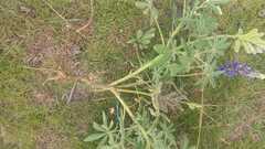 Lupinus pubescens