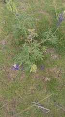 Lupinus pubescens