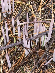 Alloclavaria