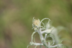 Pseudognaphalium inornatum